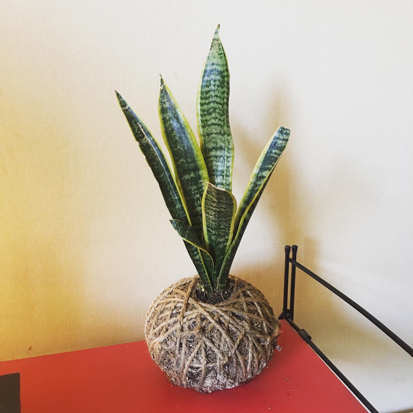 kokedama sansevieria